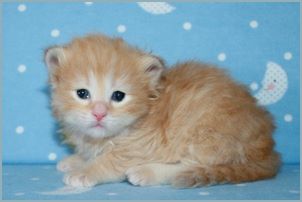 Male Siberian Kitten from Deedlebug Siberians